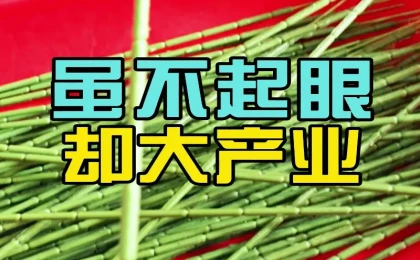 深耕产业链｜假花产业闭环成型，科隆阁TEC CII助力行业焕新
