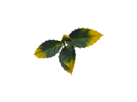 科隆阁 CMS 三色假花注塑机